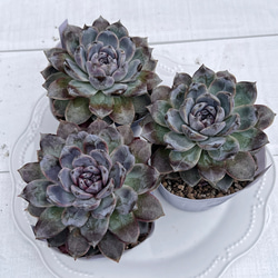 多肉植物 トーレス 韓国苗 多肉植物 pariʚ❤︎ɞtaniku