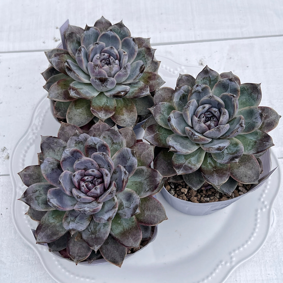 多肉植物　コスモス　韓国苗 Amazon.co.jp: ！！多肉植物 コスモス レア苗 韓国苗 美苗 農園直売