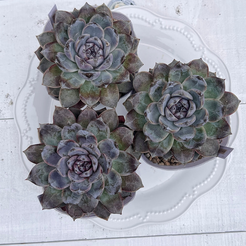 多肉植物 ホワイトソウル 韓国苗 多肉植物 pariʚ❤︎ɞtaniku