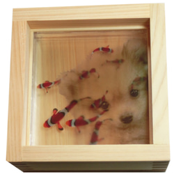 めだか メダカ アート 紅葉 プリザーブドフラワー グリーン 緑 金魚 桧