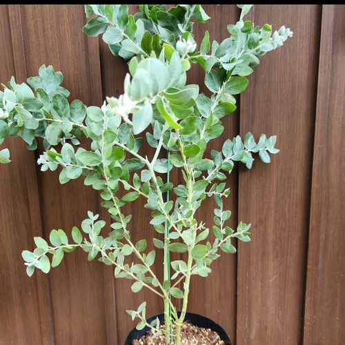 可愛い♪ パールアカシア 鉢植え ミモザ苗 オージープランツ 盆栽