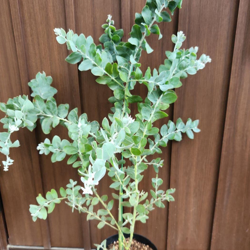 大型 パールアカシア 樽型木製鉢植え 苗 オージープランツ