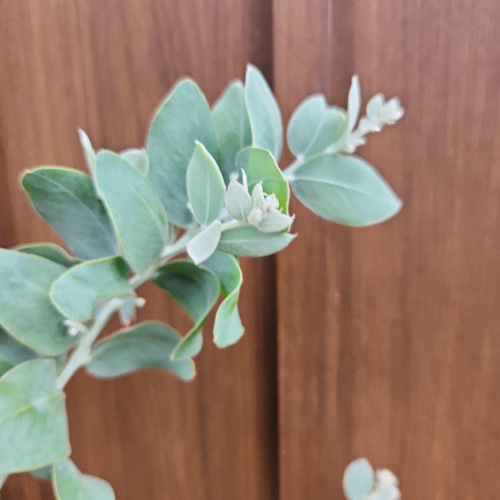 可愛い♪ パールアカシア 鉢植え ミモザ苗 オージープランツ 盆栽