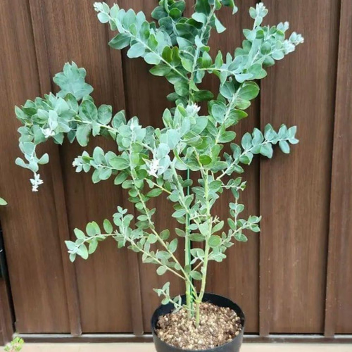 パールアカシア　鉢植え70　苗　苗木　ミモザ　オージープランツ 可愛い♪ パールアカシア 鉢植え ミモザ苗 オージープランツ 盆栽