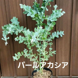可愛い♪ パールアカシア 鉢植え ミモザ苗 オージープランツ 盆栽