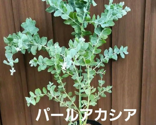 可愛い♪ パールアカシア 鉢植え ミモザ苗 オージープランツ 盆栽