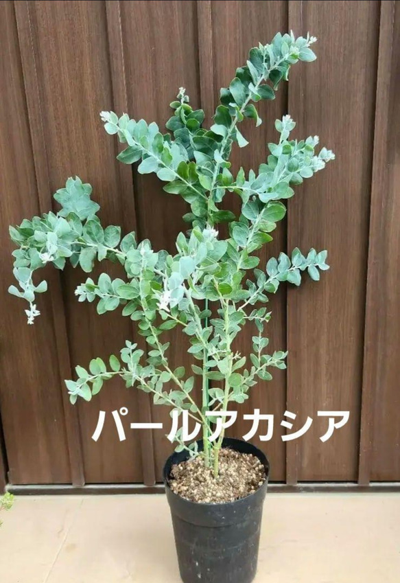 パールアカシア　鉢植え55 苗　ミモザ　オージープランツ 可愛い♪ パールアカシア 鉢植え ミモザ苗 オージープランツ 盆栽