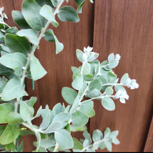 可愛い♪ パールアカシア 鉢植え ミモザ苗 オージープランツ 盆栽