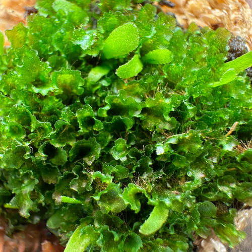 P.willinckii 月光爪哇 前葉体 胞子体 XL［胞子培養育成ガイド付