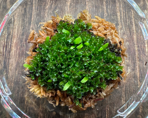 P.willinckii 月光爪哇 前葉体 胞子体 XL［胞子培養育成ガイド付