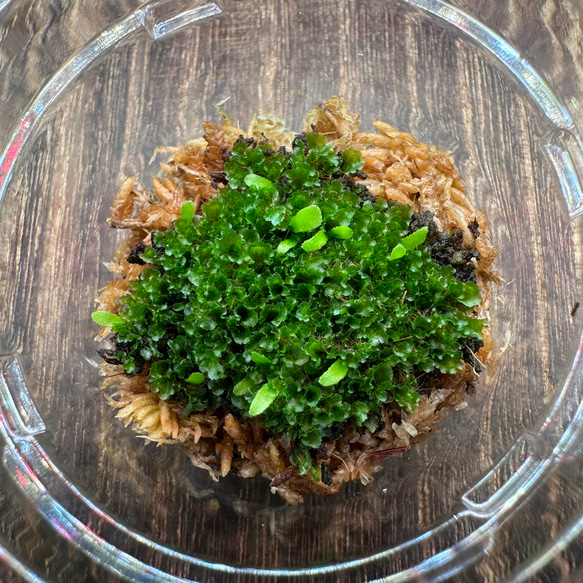 P.willinckii 月光爪哇 前葉体 胞子体 XL［胞子培養育成ガイド付