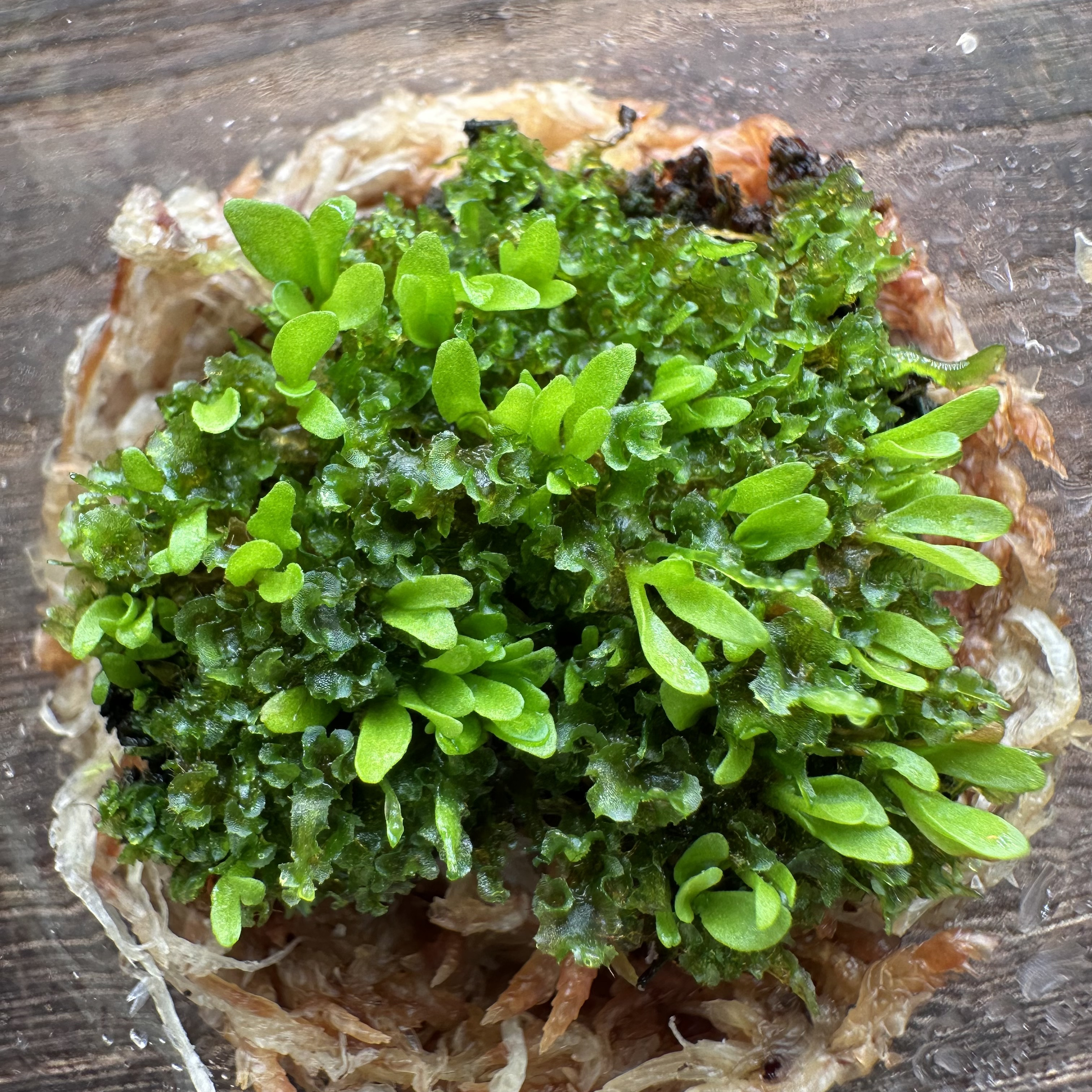 ridleyi pakarang spore コルク付け　パカラン ridleyi pakarang spore コルク付け パカラン