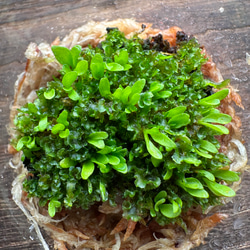 ビカクシダ　リドレイ　パカラン　pakarang胞子体、前葉体タッパごと全部 4fd427786cd0388950f1a04628bbb7