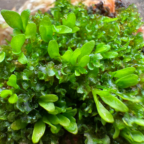 BOTANICAL GARDEN OZMAN | オズマン | PLATYCERIUM RIDLEYI