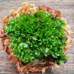 激レア】P. ridleyi Pakarangリドレイパカラン前葉体 胞子体