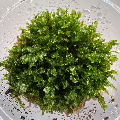 鉱*売様 AR× Mr.Suddan Spore P.willinckii bogor mr suddan 前葉体 XLsize［胞子培養育成ガイド付