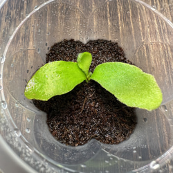 激レア】P. ridleyi Pakarangリドレイパカラン前葉体 胞子体［胞子培養