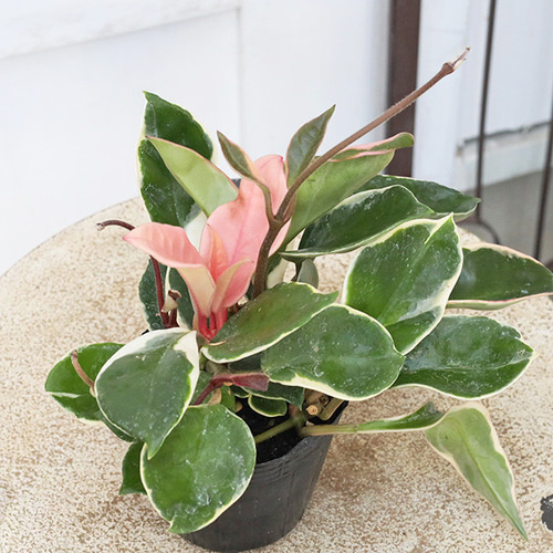 ボリュームあり　サクララン　ホヤカルノーサ　ワックスプラント　観葉植物　斑入り ○数量限定○ ”ホヤ・カルノーサ・リップカラー ピンク（桜蘭