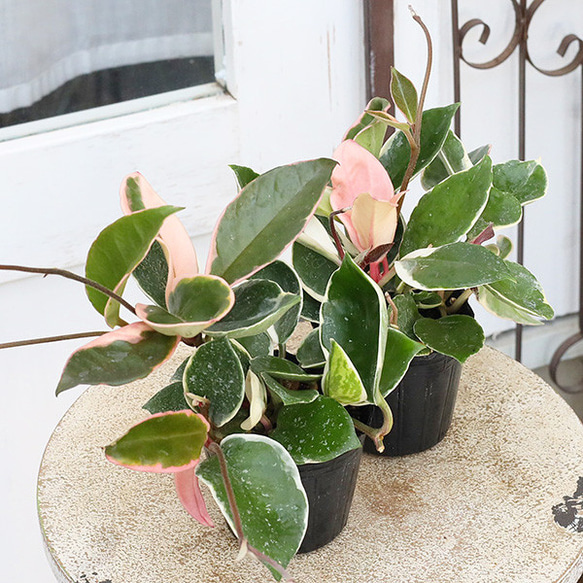 ホヤ　カルノーサ　スプラッシュ　サクララン ホヤ カルノーサ スプラッシュ サクララン 観葉植物