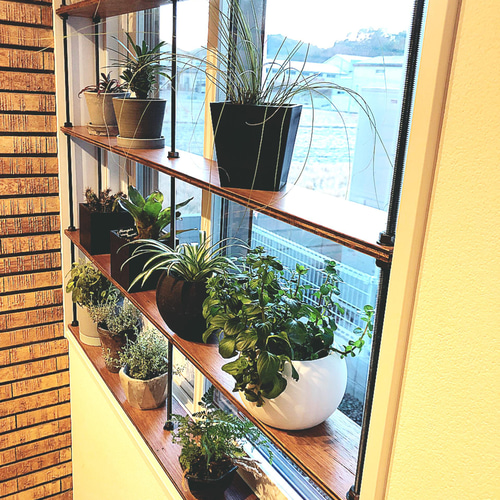 TVにて紹介されました 窓枠ラック tasty 窓際インテリア 多肉