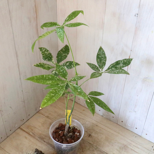 実生苗♡斑入り♡パキラ♡ミルキーウェイ♡希少♡ アートフラワー nico