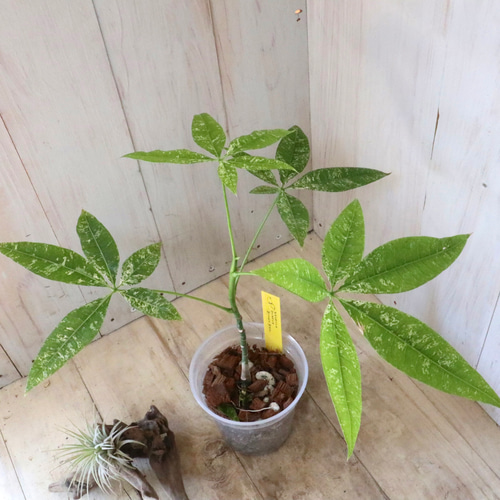 斑入りパキラ　実生苗　4 斑入りパキラ 実生苗 4