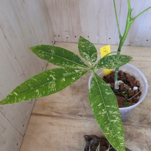 パキラ 斑入り 実生　希少 超希少な斑入り実生パキラを買ってもらった♪ | 満花今日