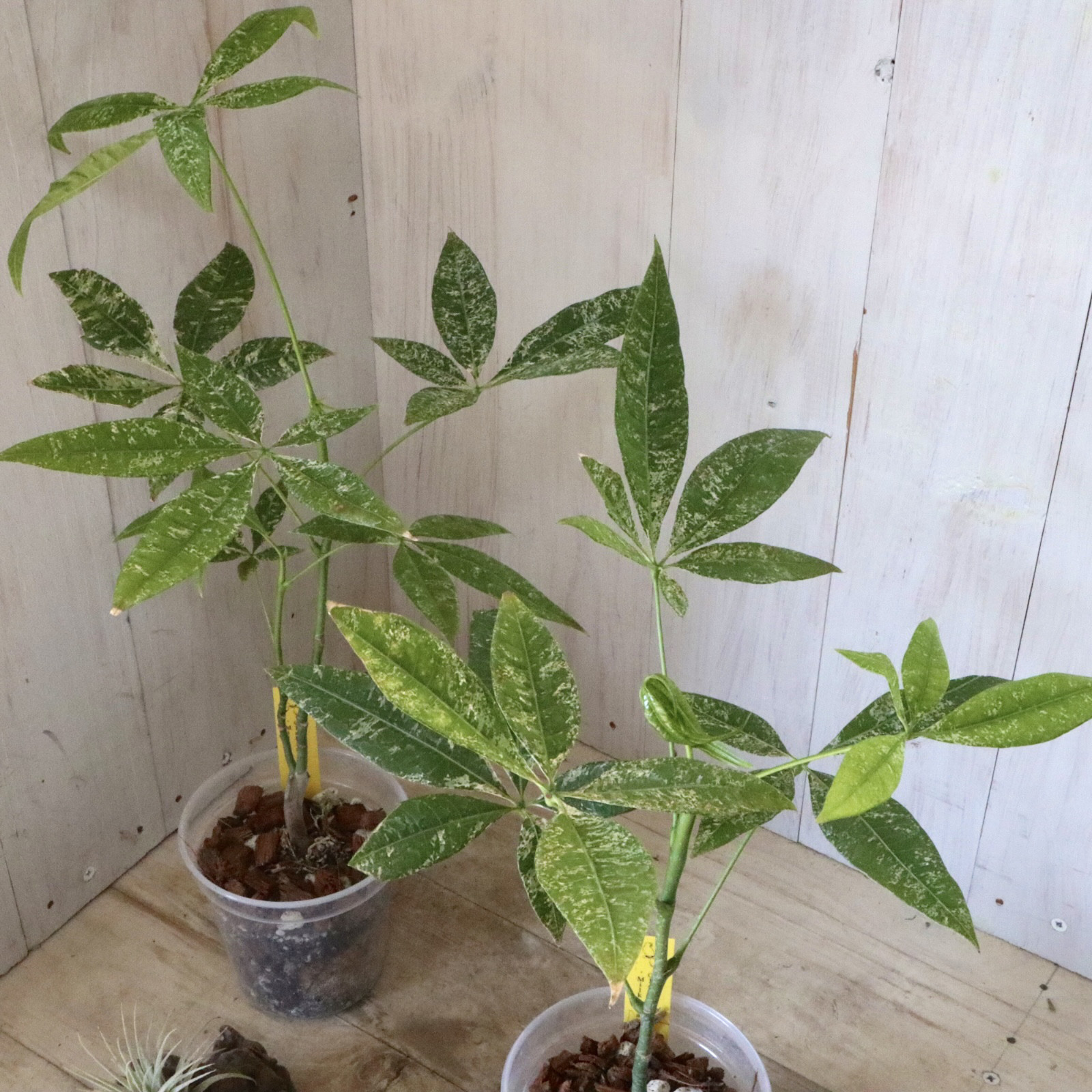 実生苗♡斑入り♡パキラ♡ミルキーウェイ♡希少♡