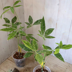 実生苗♡斑入り♡パキラ♡ミルキーウェイ♡希少♡ アート