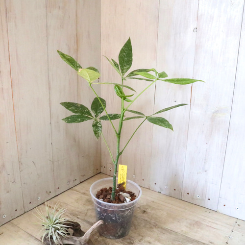 ち*☆様 斑入りパキラ　実生苗 実生苗♡斑入り♡パキラ♡ミルキーウェイ♡希少♡ アートフラワー nico