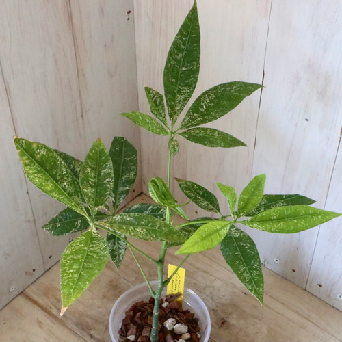 斑入りパキラ　実生苗　2 パキラ 実生斑入り 双葉 (Pachira original vriegata) | 希少