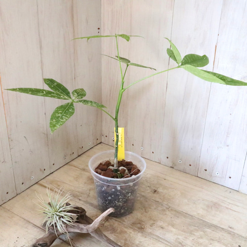 実生苗♡斑入り♡パキラ♡ミルキーウェイ♡希少♡ アートフラワー nico