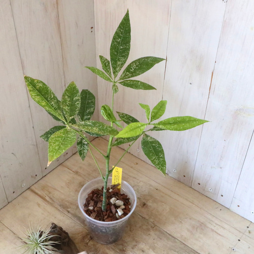 実生苗♡斑入り♡パキラ♡ミルキーウェイ♡希少♡ アート