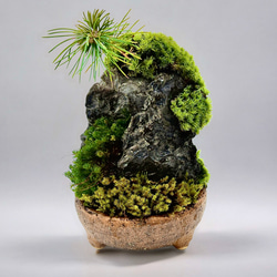 森の鼓動、苔テラリウム(特大サイズ) 森の鼓動、苔テラリウム（溶岩石） - メルカリ