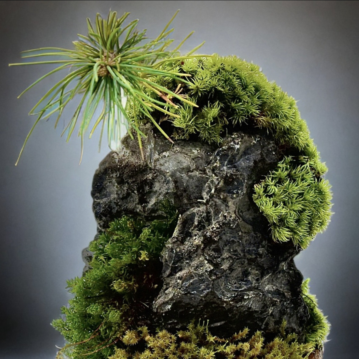 ［和の風情］石付き五葉松の盆栽かっこいい凛々しい和室和モダン古民家和む旅館クール粋な風情60代20代ミレニアル世代禅 8,760円