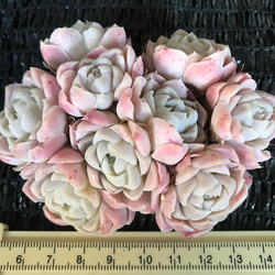 新入荷 超可愛い 多肉植物 エケベリア ピンクヒューミリス ブーケ抜き