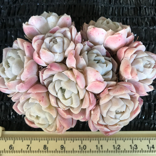 新入荷 超可愛い 多肉植物 エケベリア ピンクヒューミリス ブーケ抜き 