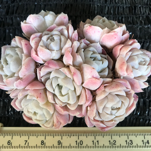 新入荷 超可愛い 多肉植物 エケベリア ピンクヒューミリス ブーケ抜き