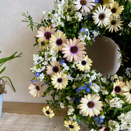 オステオとネメシアの寄せ植えリース ☆*:.｡. 幸せのwreath 「 believe