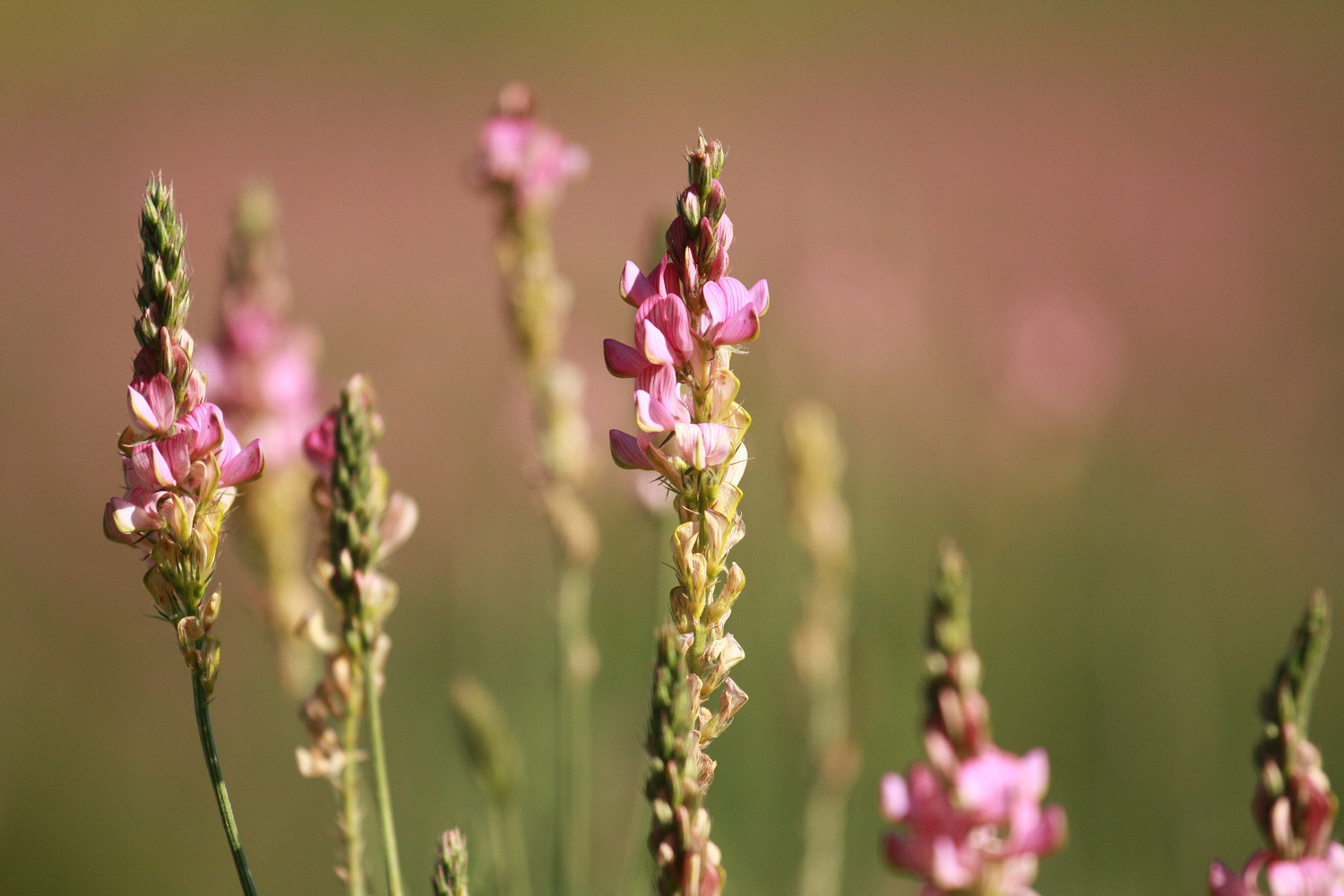 【エスパルセットハニー　Lサイズ】シルクロードの天空の国キルギスから非加熱・天然　お花の香りの白い生はちみつ