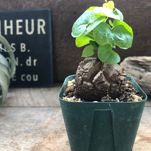 亀甲竜♡特A品♡希少♡ハート型の葉っぱ♡塊根植物♡多肉植物