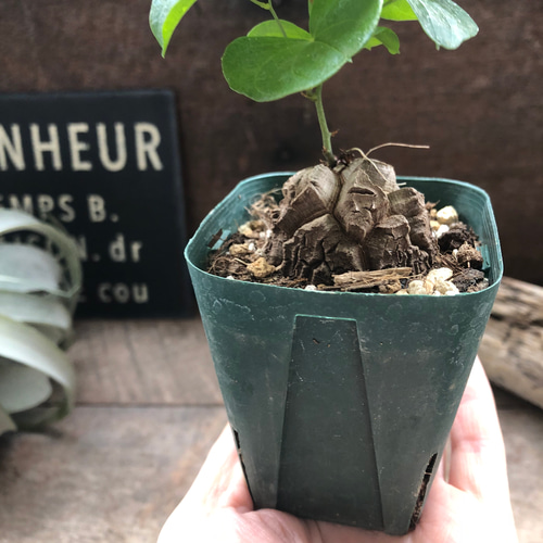 亀甲竜♡特A品♡希少♡ハート型の葉っぱ♡塊根植物♡多肉植物