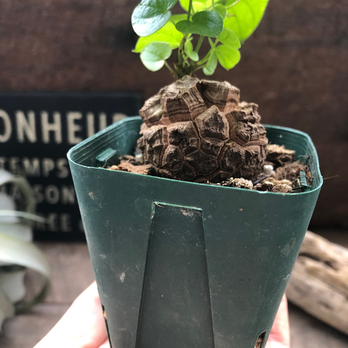 亀甲竜♡特A品♡希少♡ハート型の葉っぱ♡塊根植物♡多肉植物 アート