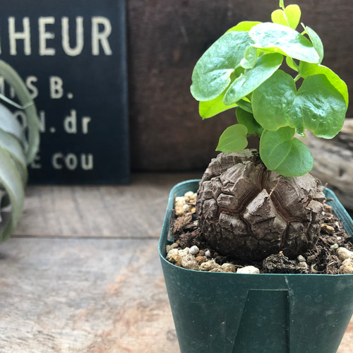 亀甲竜A 亀甲竜♡特A品♡希少♡ハート型の葉っぱ♡塊根植物♡多肉植物