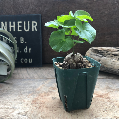 亀甲竜♡特A品♡希少♡ハート型の葉っぱ♡塊根植物♡多肉植物