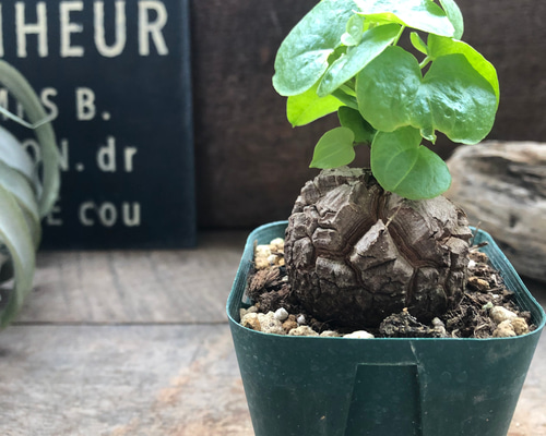 B*k様 亀甲牡丹ヒント二ー 実生 鉢植え メルカリ便送料込み 亀甲