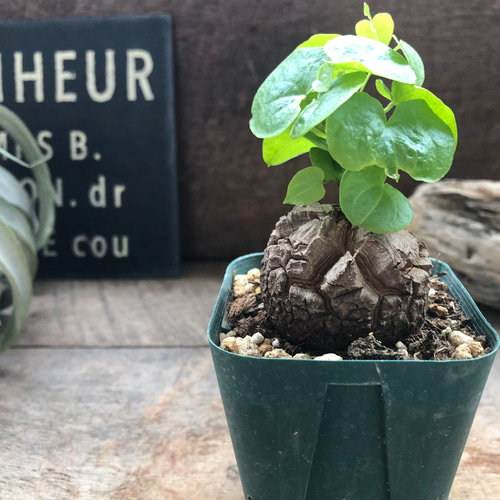 心*-様 亀甲竜 亀甲竜♡特A品♡希少♡ハート型の葉っぱ♡塊根植物♡多肉植物