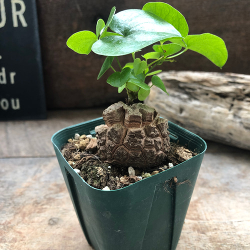 亀甲竜♡特A品♡希少♡ハート型の葉っぱ♡塊根植物♡多肉植物