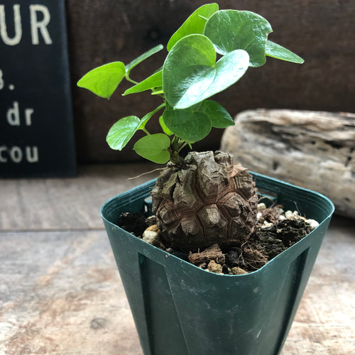 心*-様 亀甲竜 長谷川園芸産】亀甲竜 Dioscorea elephantipes No.3 | mana'