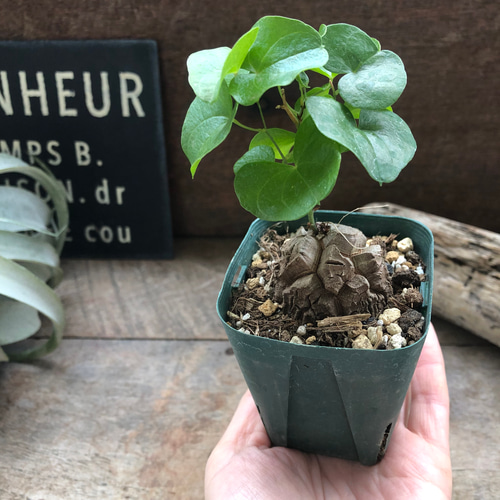 亀甲竜♡特A品♡希少♡ハート型の葉っぱ♡塊根植物♡多肉植物